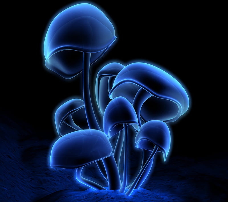 Fluorescence, fluorescent, mushrooms, shrooms, trippin, HD wallpaper