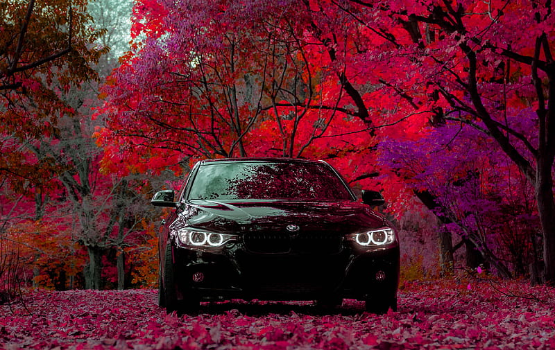 bmw f30 335i, bmw, car, black, front view, forest, HD wallpaper