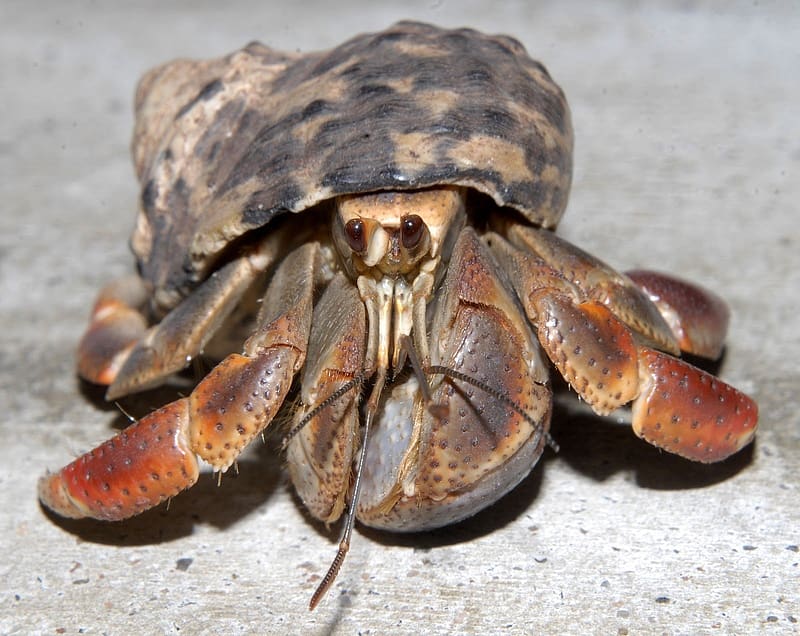 Hermit crab, Marine Animals, Carcinology, Animals, Crab, Zoology, HD  wallpaper | Peakpx