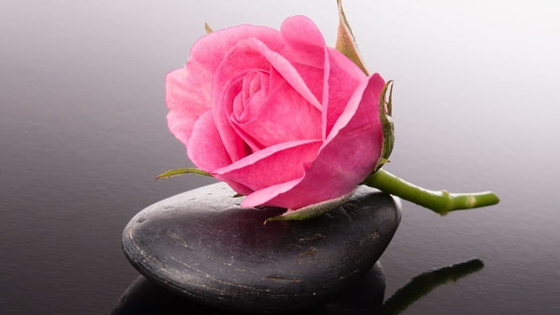 ❁, flower, pink rosette, bud, stone, HD wallpaper