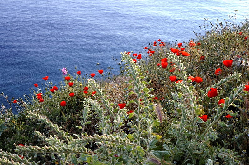 Hydra poppies, seaside, red, sea, poppies, HD wallpaper