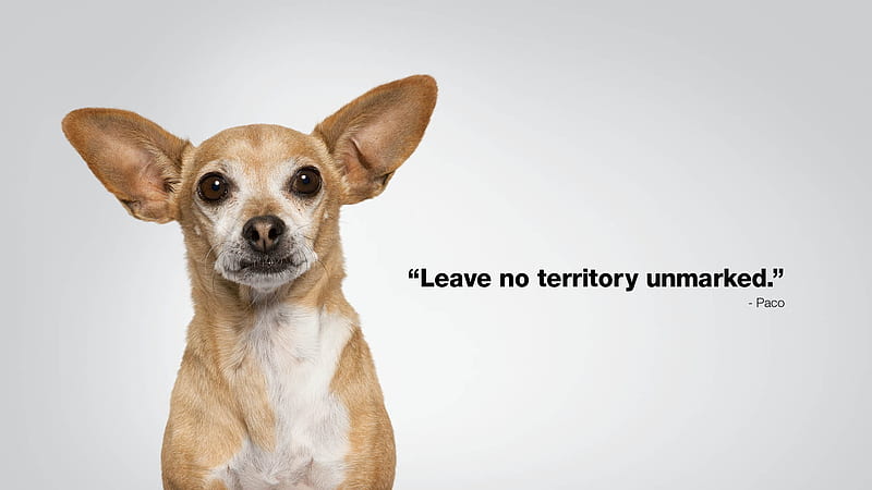 Funny dog, quote, caine, face, funny, dog, animal, card, HD wallpaper |  Peakpx
