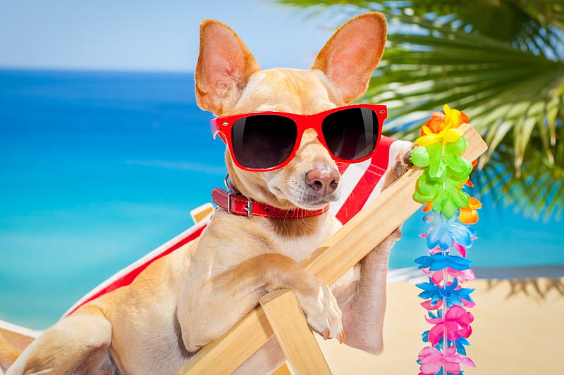 Happy Summer!, red, caine, animal, sunglasses, beach, funny, puppy, dog, blue, HD wallpaper