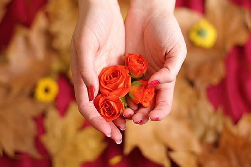 A GIFT FOR MY DN FRIENDS, red, pretty, rose, soft, bud, hands, nice, plants, blossoms, flowers, nature, blooms, delecate, HD wallpaper