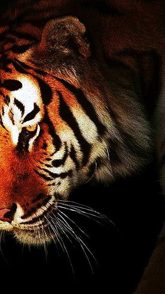 Tiger, orange, black, face, skin, white, eyes, animal, HD