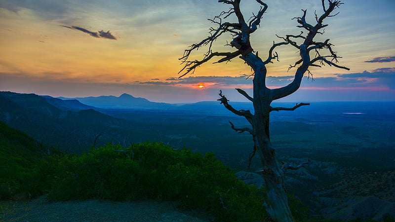 tree, branches, sunset, bushes, HD wallpaper