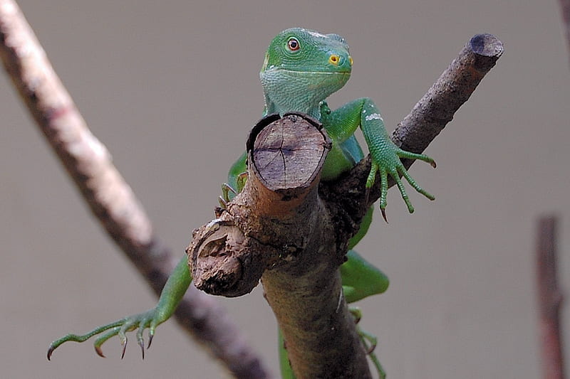 Green Iguana, iguana, lizard, reptile, fiji, HD wallpaper