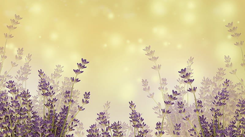 Lavender Blossoms, fragrant, spring, lavender, subtle, neutral, summer, flowers, blossoms, Firefox Persona theme, vintage, HD wallpaper