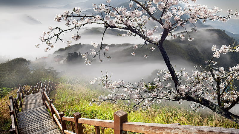 Wooden Stairway, spring, stairway, tree in bloom, fog, HD wallpaper
