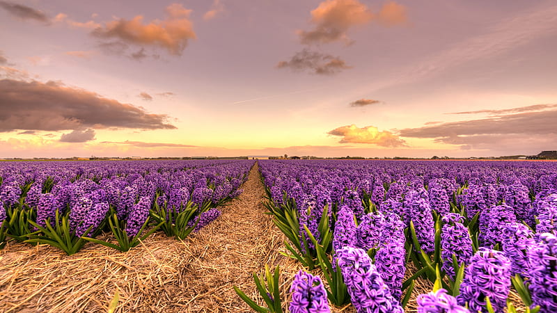 purple wildflowers, hyacinths, evening, sunset, flower field, Holland, Netherlands, HD wallpaper
