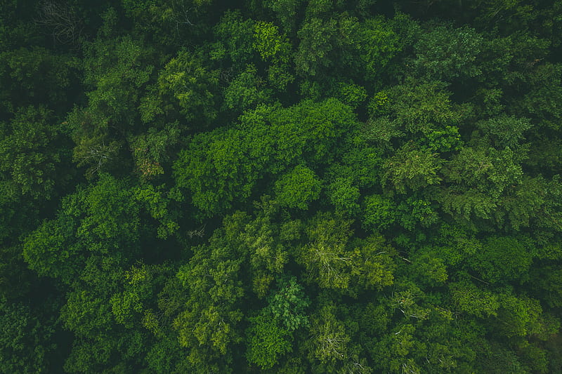forest, green, aerial view, trees, treetops, HD wallpaper