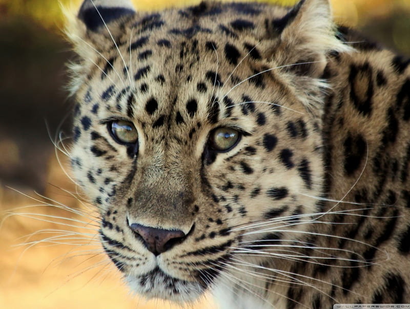 Leopard Close-up, leopard, head, close-up, cats, animals, HD wallpaper