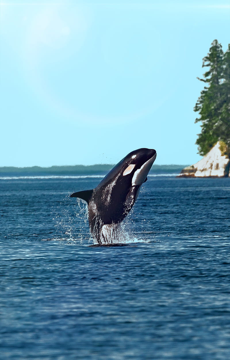 Hd Orca Nature Wallpapers Peakpx