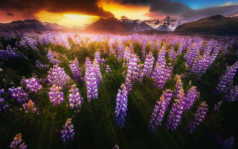 Lupines, evening, sunset, mountain landscape, purple wild flowers, Iceland, HD wallpaper