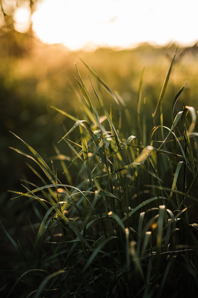 grass, ear, sun, macro, HD phone wallpaper
