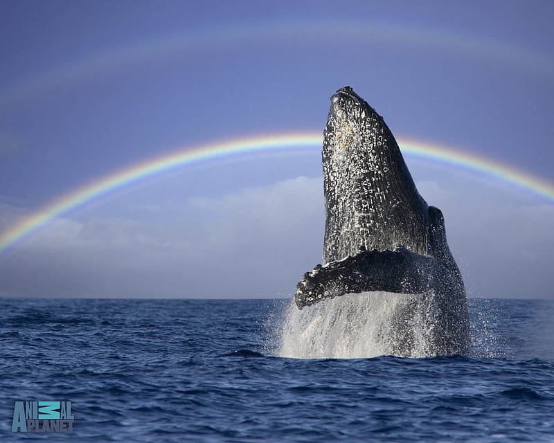 A humpback whale breaching under a rainbow, whales, animals, humpback whale, HD wallpaper