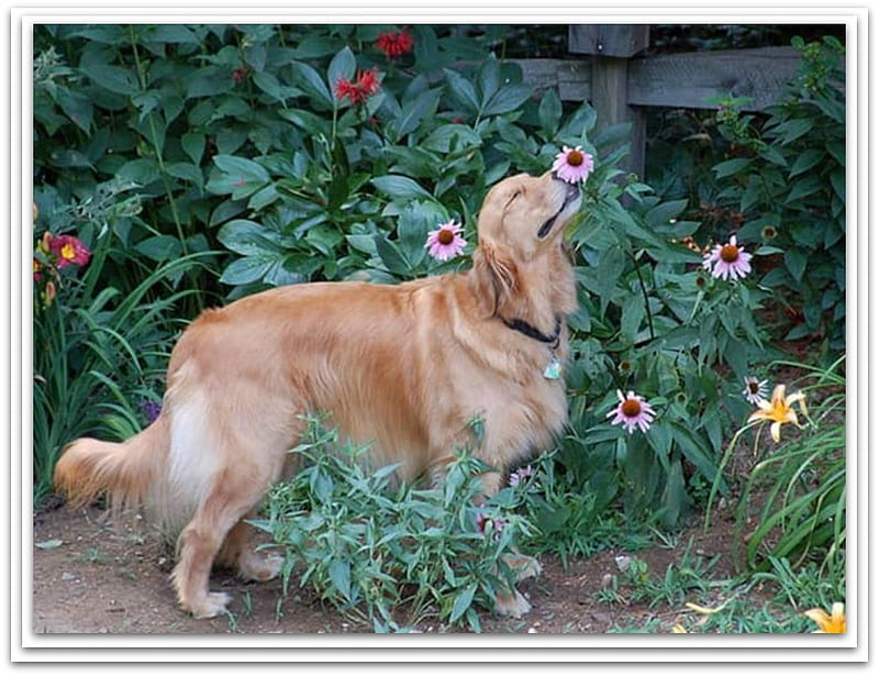 DOG SMELLING FLOWER, NATURE, FLOWER, DOG, HD wallpaper