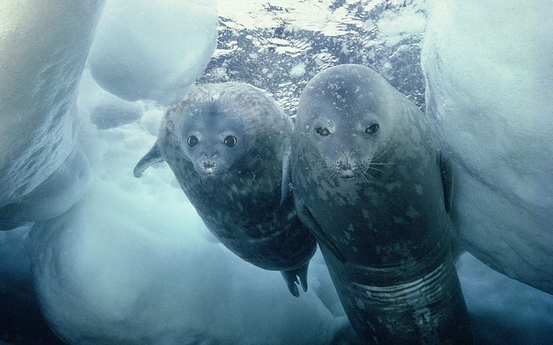 Weddell Seal and Pup Antarctica, HD wallpaper