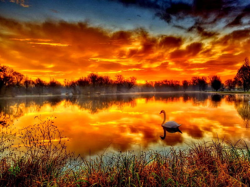 Fiery dawn, glow, riverbank, shore, fiery, dazzling, sunset, swan ...
