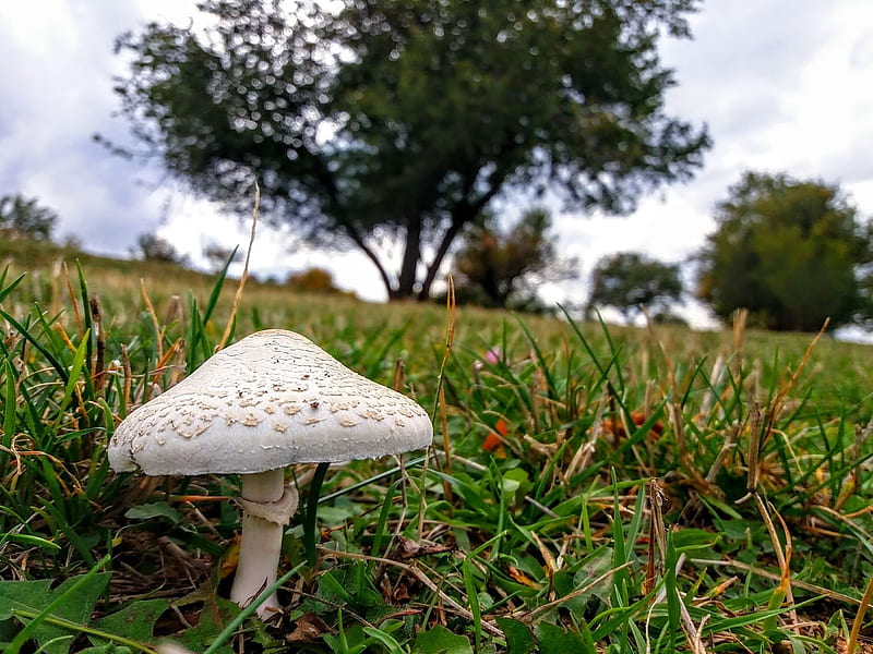 Mushroom, Trees, Fields, Sky, HD wallpaper