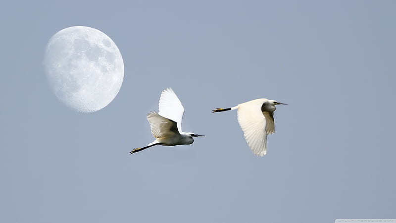 flight is dom, moon, sky, white, bird, HD wallpaper