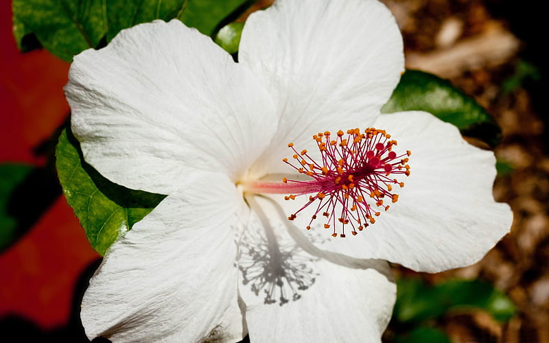 white hibiscus-flowers graphy, HD wallpaper