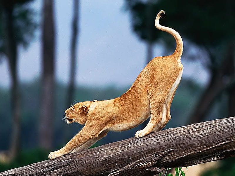 Big Cat Stretch, stretching, lion, fallen tree, HD wallpaper