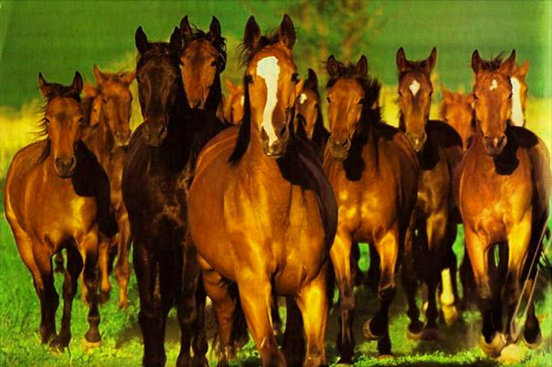 Horse Herd, Bay Horses, Beautiful Horses, Horses, HD wallpaper