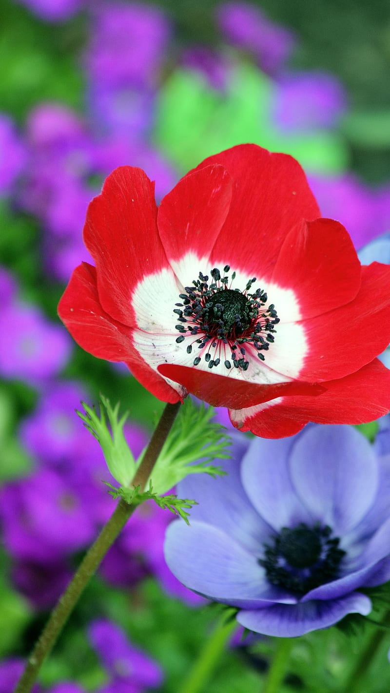 Beautiful Flower, flowers, HD phone wallpaper | Peakpx