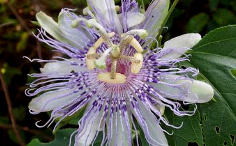 Passiflora-incarnata, Incarnata, Passiflora, Flower, Purple, White, Passion, HD wallpaper