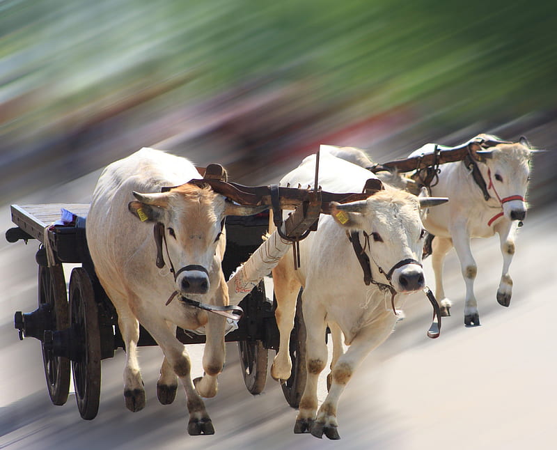 Oxen, cart, cow, pulling, HD wallpaper