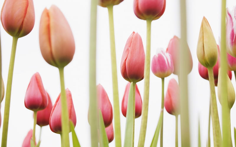 Pastel Tulips, rose, flowers, nature, pastels, tulips, pink, HD wallpaper