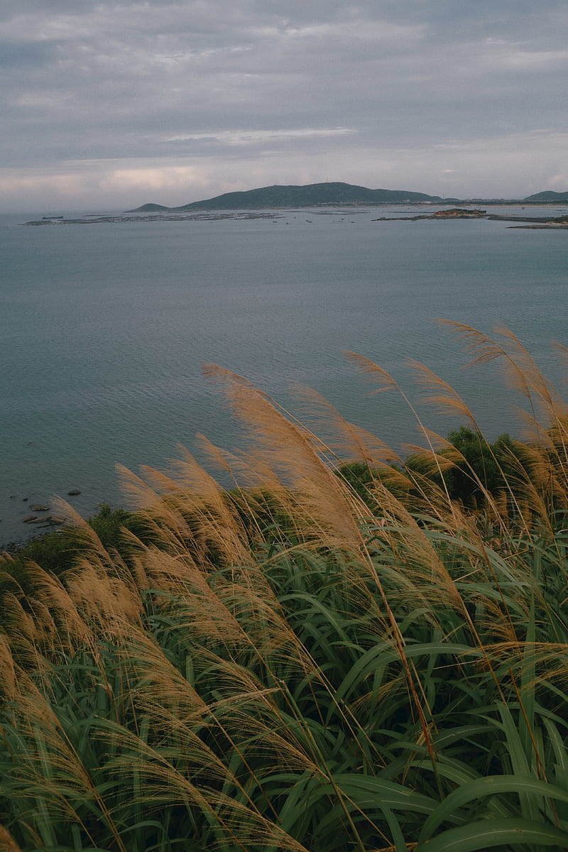 sea, shore, grass, view, landscape, HD phone wallpaper