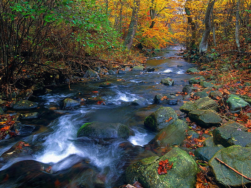 Creek, rocks, orange, background, yellow, nice, stones, multicolor, scenario creeks, forests, paisage, wood, rivers, paysage, rapids, black, trees, panorama, water, cool, awesome, hop, fullscreen, white, landscape, red, colorful, autumn, brown, gray, bonito, seasons, trunks, graphy, leaves, roots, green, moss, grove, scenery, blue amazing, multi-coloured, foam, colors, maroon, leaf, paisagem, plants colours, nature, branches, natural, scene, HD wallpaper
