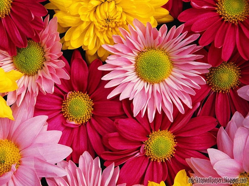 Flores a todo color para todos, hermosas, coloridas, flores, hermosas,  Fondo de pantalla HD | Peakpx