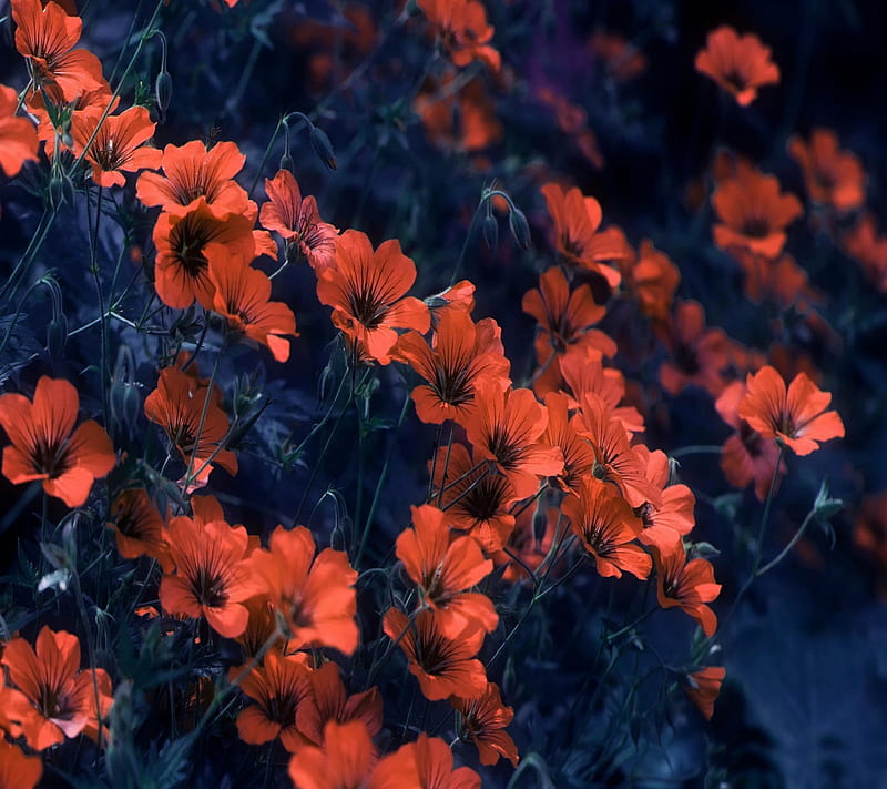 orange flowers, beauty, flowers, nature, orange, red, scene, spring, HD wallpaper