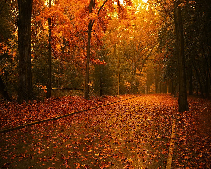 Autumn Nature, forest, landscape, leaves, new, nice, pathway, trees, HD ...