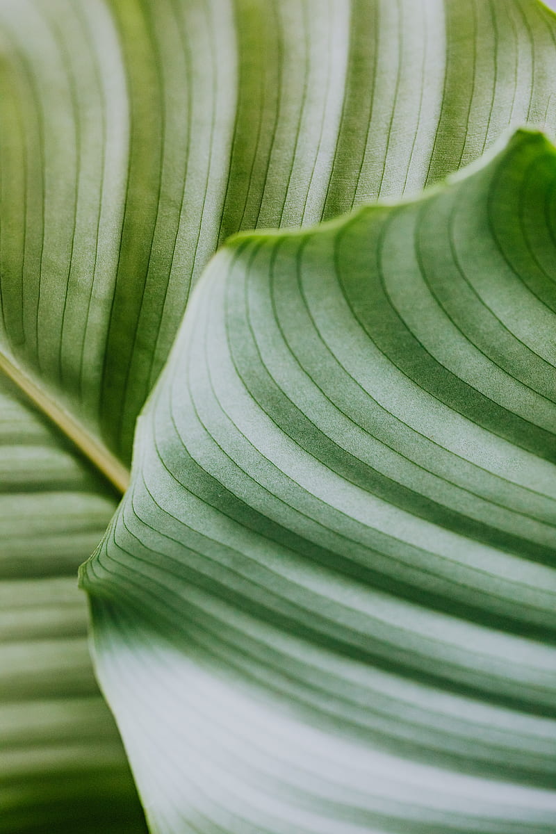 Macro graphy of a Leaf, HD mobile wallpaper | Peakpx