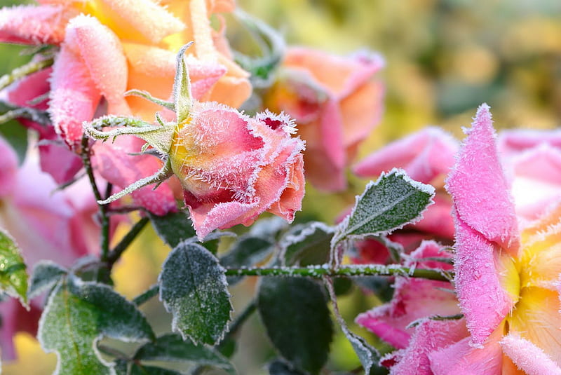 Frozen pink roses, scent, bonito, fragrance, frozen, roses, frost, leaves, garden, flowers, petals, HD wallpaper