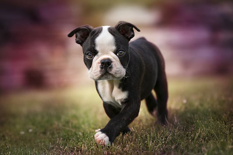Boston Terrier puppy, puppy, boston terrier, caine, dog, animal, pet, HD wallpaper