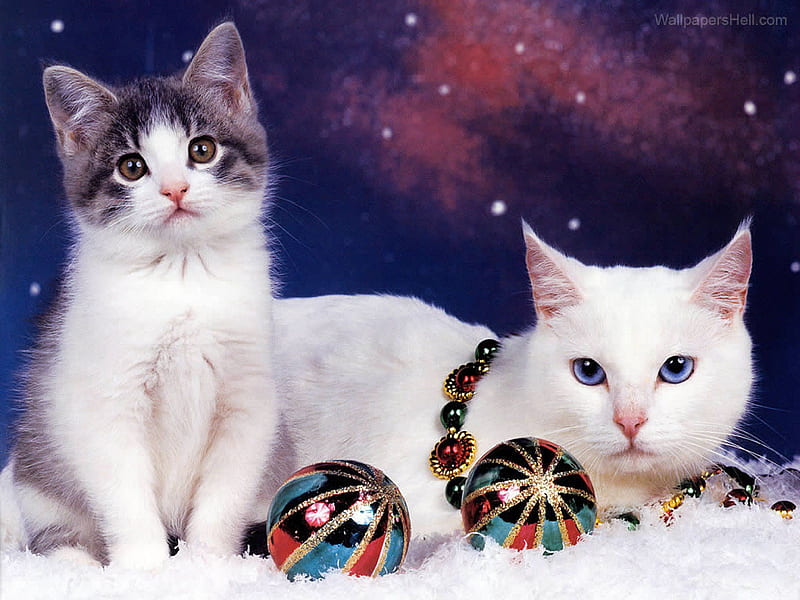 Christmas kittens, feline, christmas, holiday, cat, kitten, animal, HD wallpaper