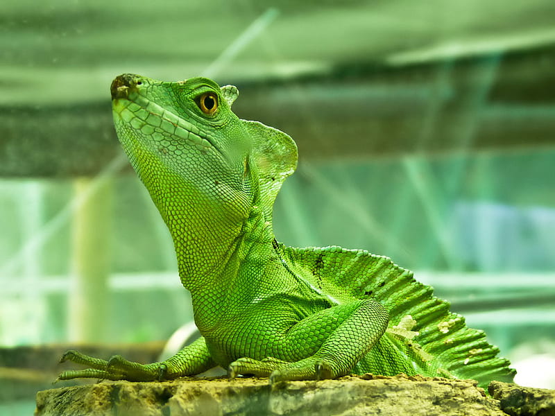 Green Iguana, iguana, animals, reptile, HD wallpaper