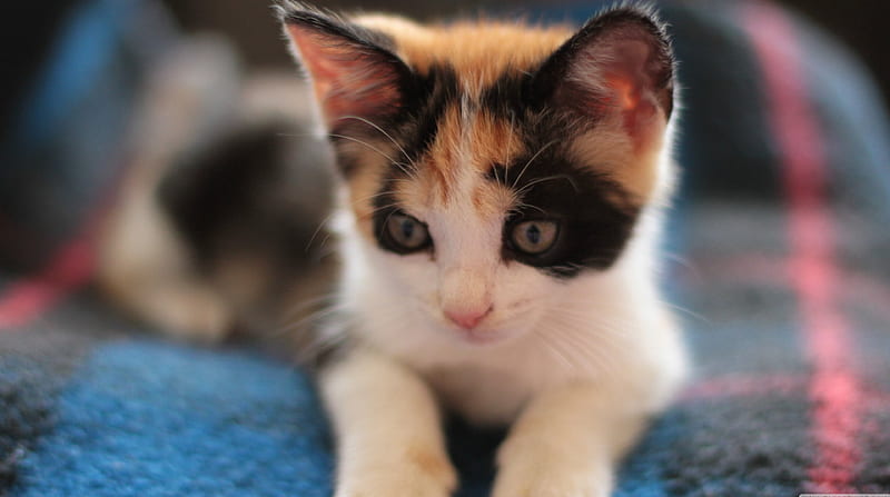 calico kitten, cute, calico, cat, kitten, HD wallpaper