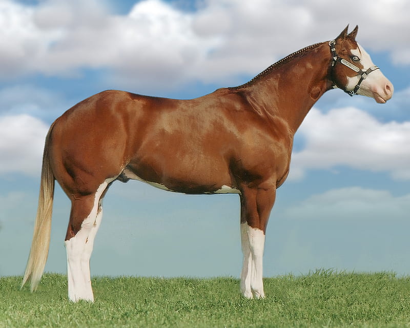 american paint horse, handsome, haltering, nice looking horse, show horse, HD wallpaper