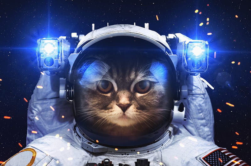 Astronaut Cat, astronaut, cat, space, animals, HD wallpaper