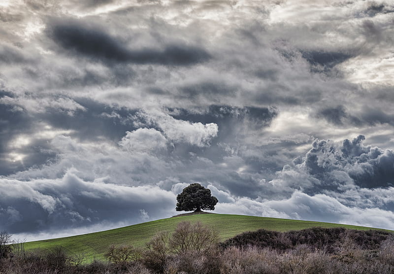 tree, hill, clouds, overcast, sky, grass, HD wallpaper
