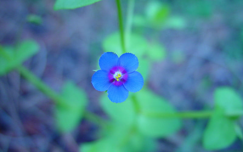 small blue flower-flowers graphy, HD wallpaper