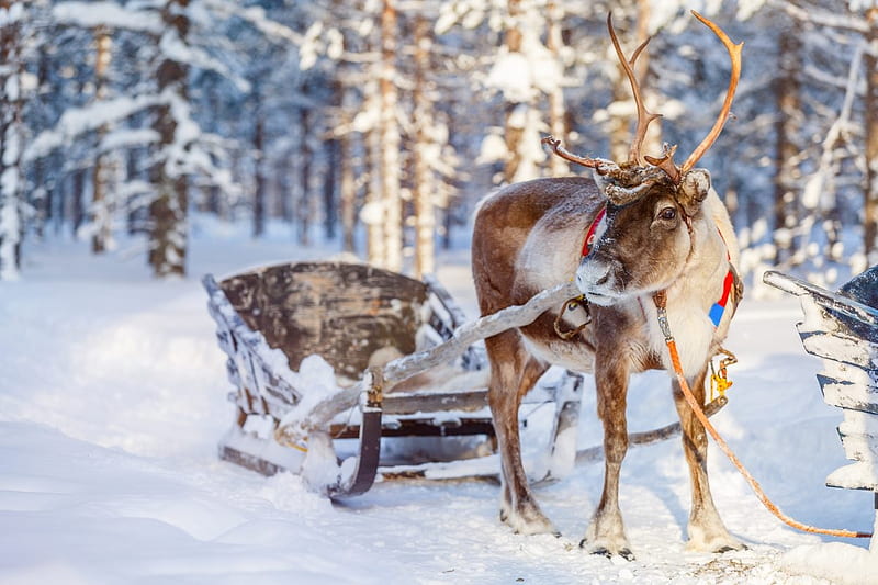 Reindeer, animal, horns, iarna, winter, sleigh, forest, craciun, christmas, rudolf, santa, white, ren, HD wallpaper