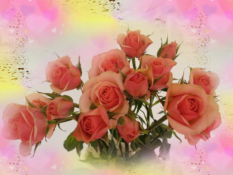 Spring Roses, desire, passion, fascination, graitude, HD wallpaper | Peakpx