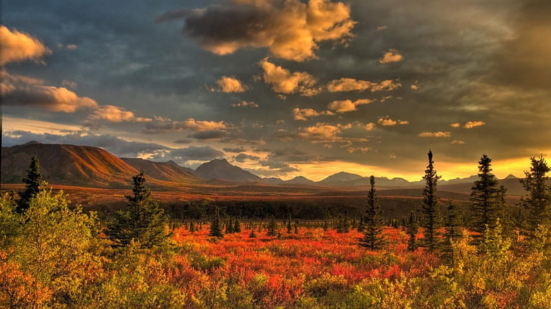 Beautiful Scenery, fall, tundra, trees, sky, clouds, artic, mountains, color, nature, field, HD wallpaper